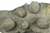 Plate of Blastoid (Pentremites) Fossils - Oklahoma #270100-1